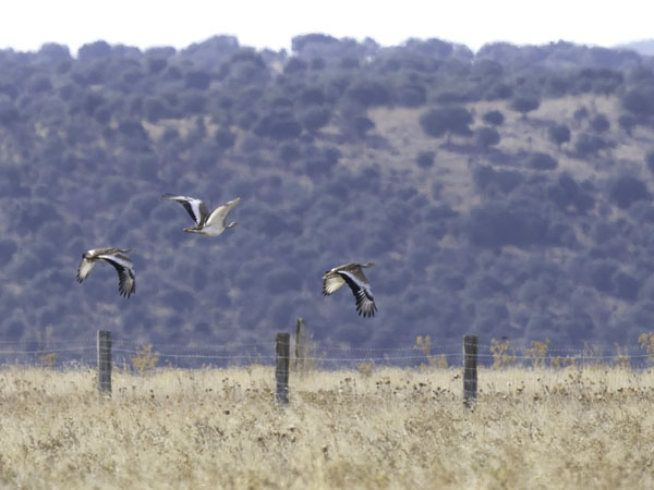 Isotrappi, Great Bustard, Otis tarda