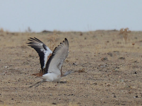Isotrappi, Great Bustard, Otis tarda