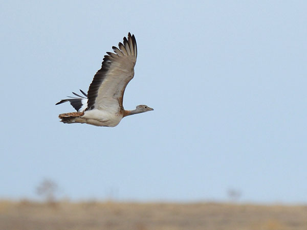 Isotrappi, Great Bustard, Otis tarda