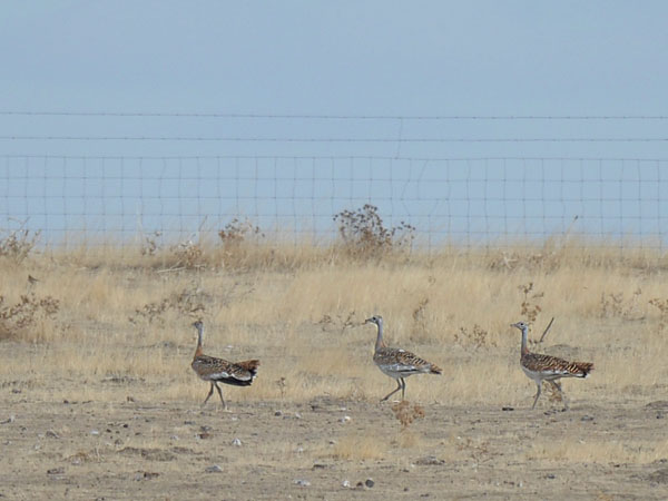 Isotrappi, Great Bustard, Otis tarda