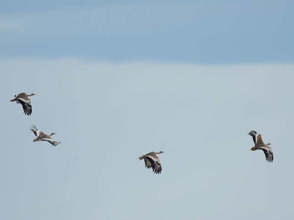Isotrappi, Great Bustard, Otis tarda