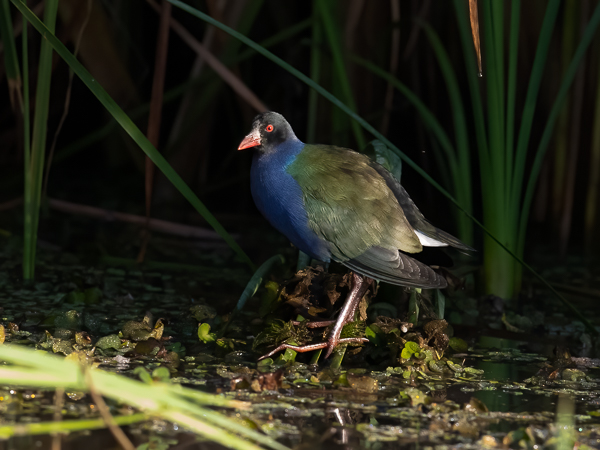 Kurnuiejukana, Allen's Gallinule, Porphyrio alleni