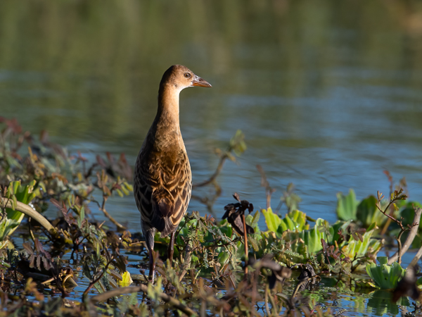 Kurnuiejukana, Allen's Gallinule, Porphyrio alleni