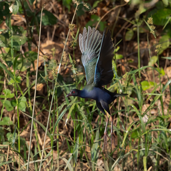 Kurnuiejukana, Allen's Gallinule, Porphyrio alleni