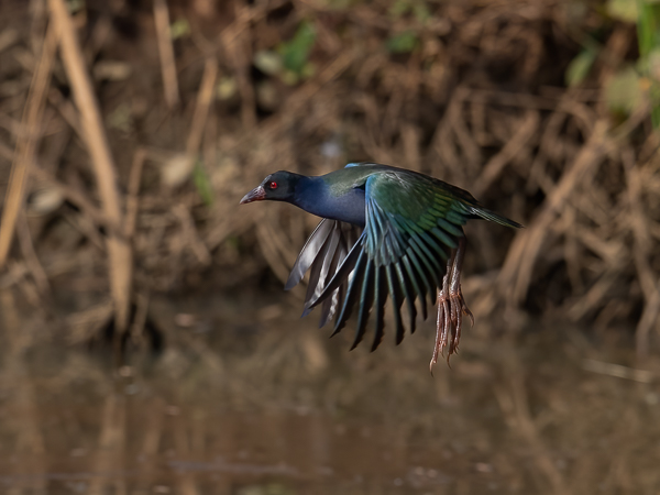 Kurnuiejukana, Allen's Gallinule, Porphyrio alleni