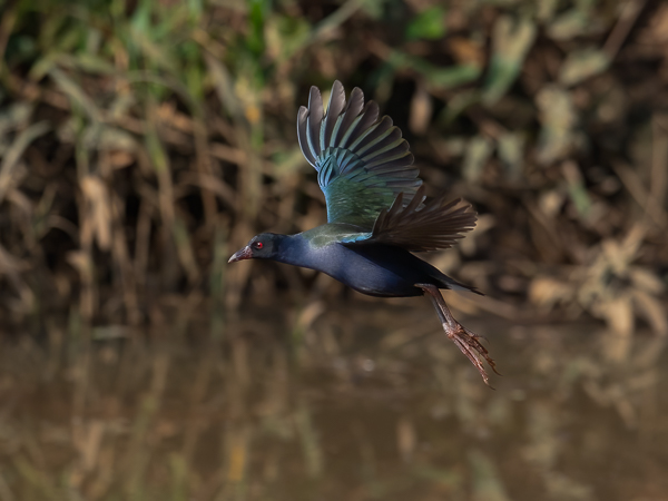 Kurnuiejukana, Allen's Gallinule, Porphyrio alleni