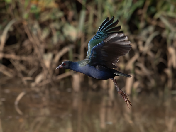 Kurnuiejukana, Allen's Gallinule, Porphyrio alleni