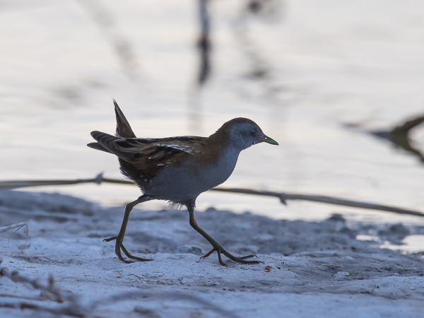 Pikkuhuitti, Little Crake, Porzana parva