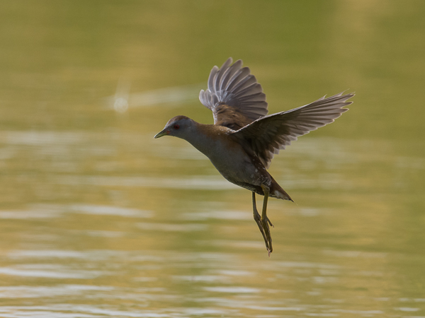 Pikkuhuitti, Little Crake, Porzana parva