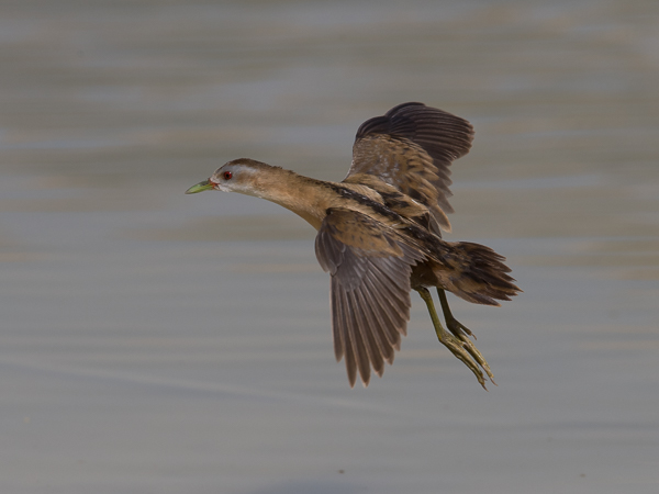 Pikkuhuitti, Little Crake, Porzana parva