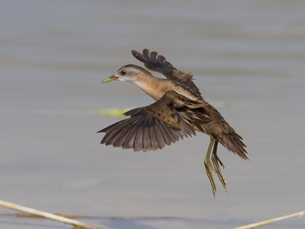 Pikkuhuitti, Little Crake, Porzana parva