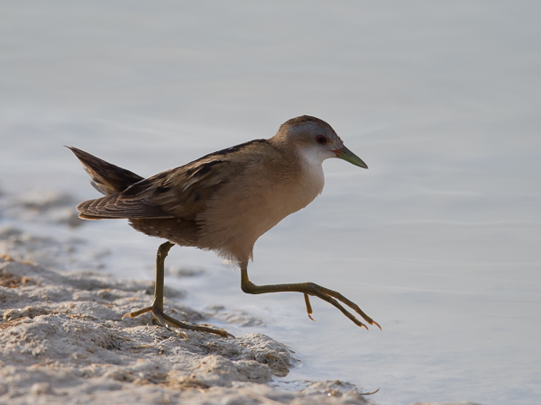 Pikkuhuitti, Little Crake, Porzana parva