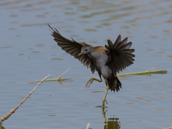 Pikkuhuitti, Little Crake, Porzana parva