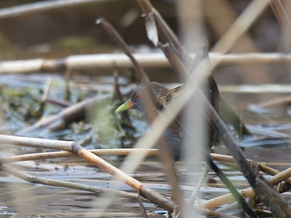 Pikkuhuitti, Little Crake, Porzana parva