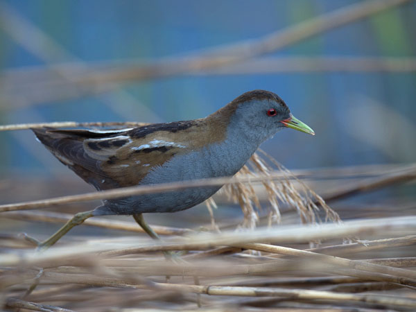 Pikkuhuitti, Little Crake, Porzana parva