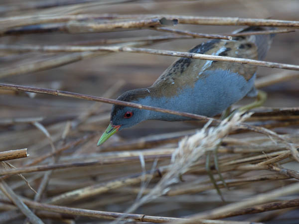 Pikkuhuitti, Little Crake, Porzana parva