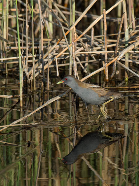 Pikkuhuitti, Little Crake, Porzana parva