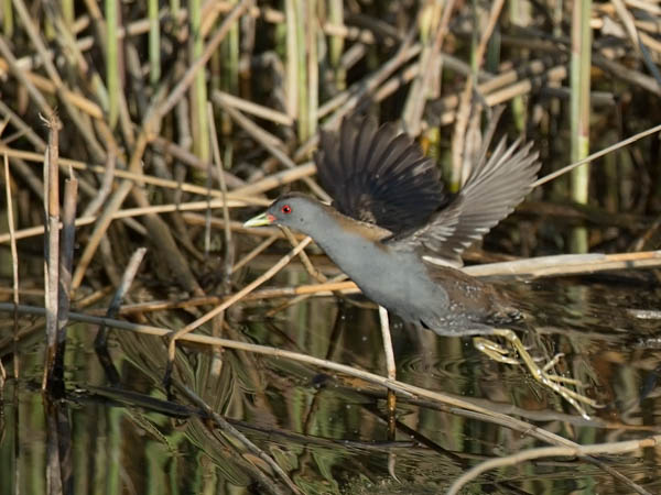Pikkuhuitti, Little Crake, Porzana parva