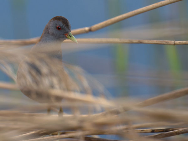 Pikkuhuitti, Little Crake, Porzana parva