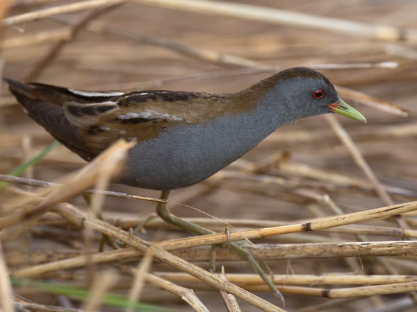 Pikkuhuitti, Little Crake, Porzana parva