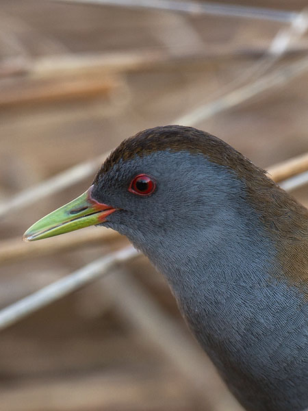 Pikkuhuitti, Little Crake, Porzana parva