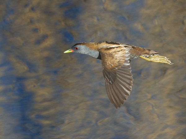 Pikkuhuitti, Little Crake, Porzana parva