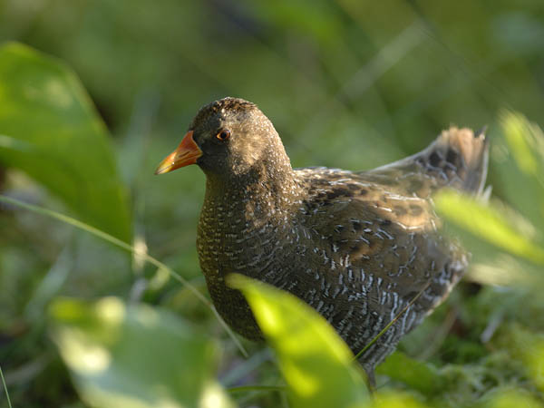 Luhtahuitti, Spotted Crake, Porzana porzana