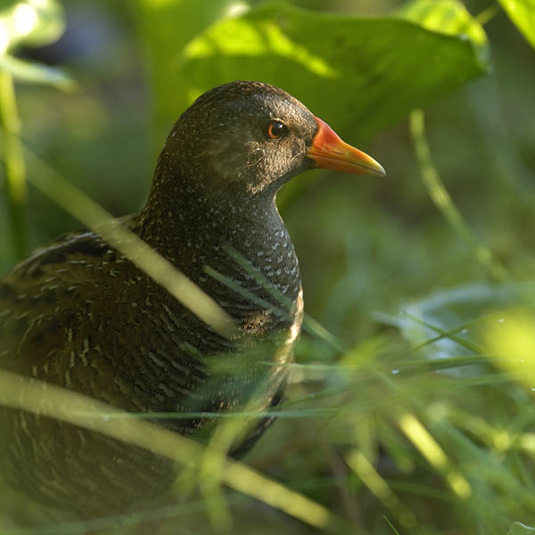Luhtahuitti, Spotted Crake, Porzana porzana