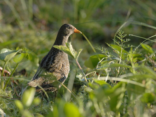 Luhtahuitti, Spotted Crake, Porzana porzana