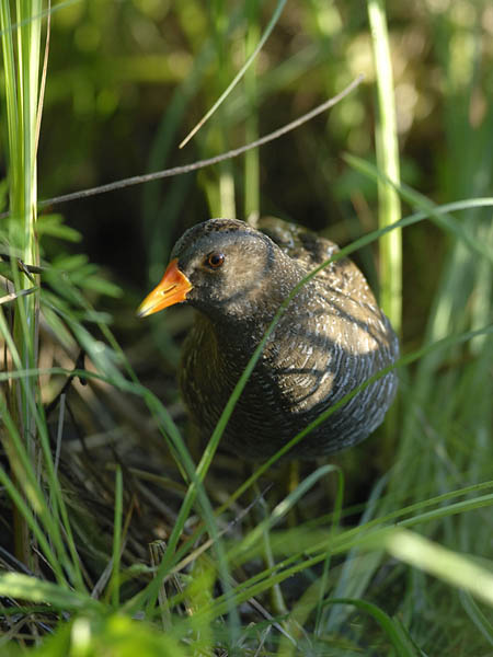Luhtahuitti, Spotted Crake, Porzana porzana