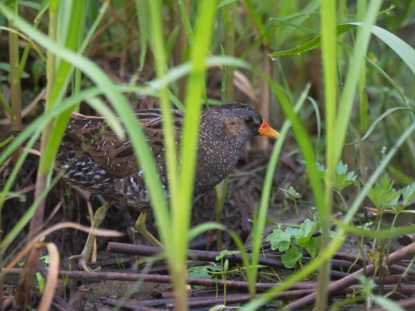 Luhtahuitti, Spotted Crake, Porzana porzana