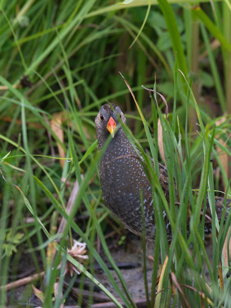Luhtahuitti, Spotted Crake, Porzana porzana