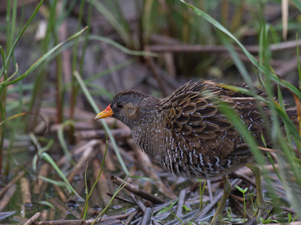 Luhtahuitti, Spotted Crake, Porzana porzana
