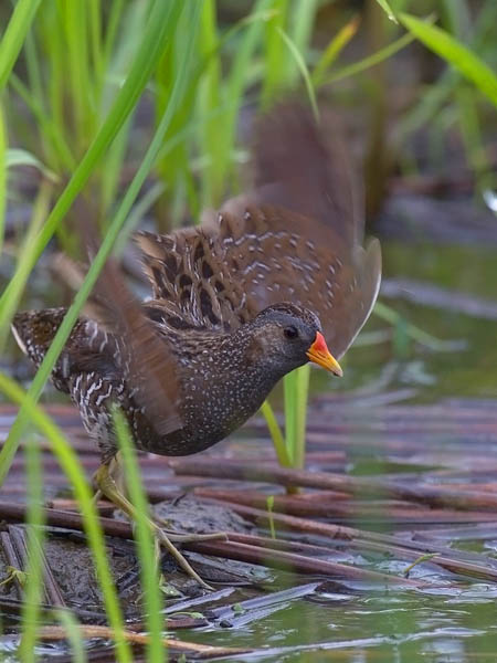 Luhtahuitti, Spotted Crake, Porzana porzana