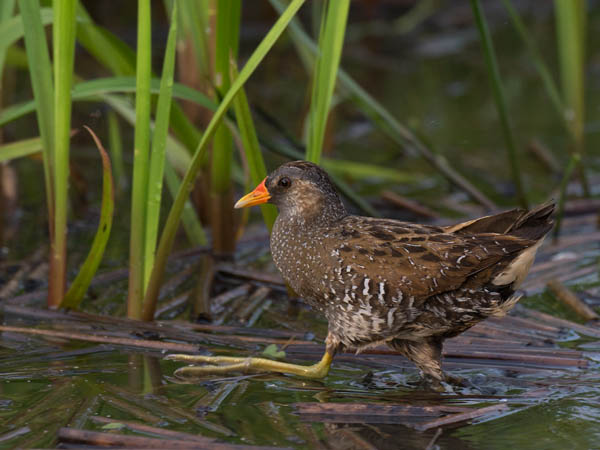 Luhtahuitti, Spotted Crake, Porzana porzana