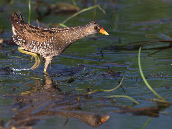 Luhtahuitti, Spotted Crake, Porzana porzana