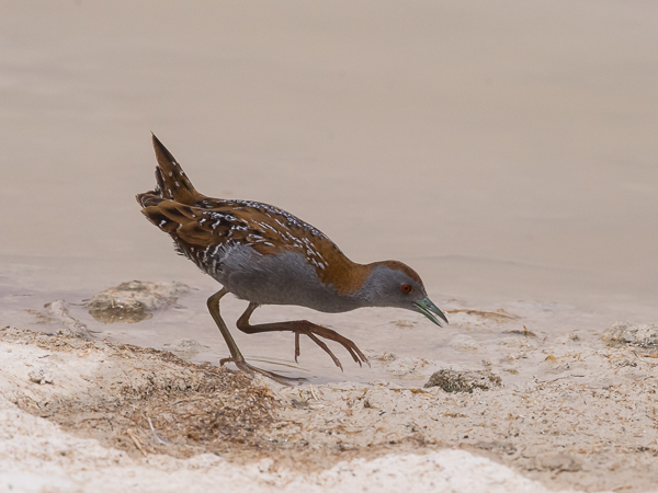 Kääpiöhuitti, Baillon's Crake, Porzana pusilla