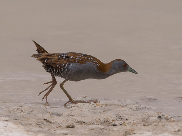 Kääpiöhuitti, Baillon's Crake, Porzana pusilla