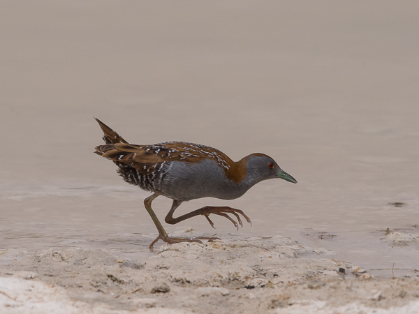 Kääpiöhuitti, Baillon's Crake, Porzana pusilla