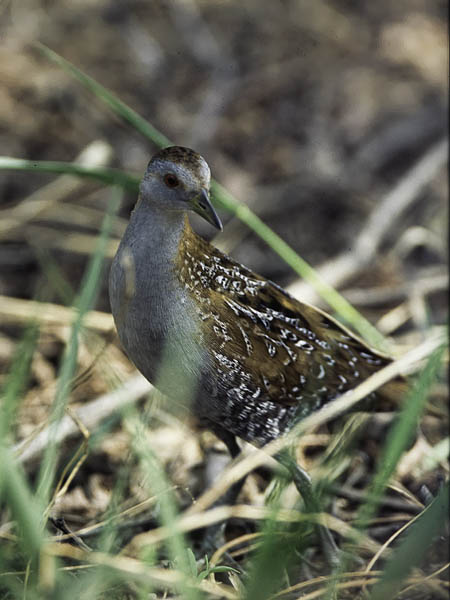 Kääpiöhuitti, Baillon's Crake, Porzana pusilla