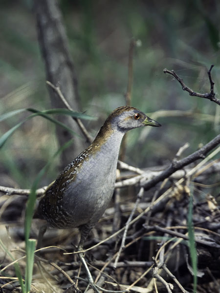 Kääpiöhuitti, Baillon's Crake, Porzana pusilla