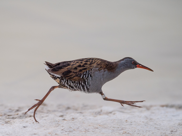 Luhtakana, Water Rail, Rallus aquaticus