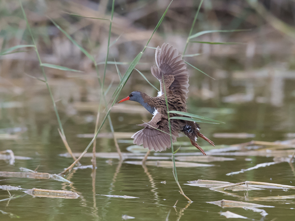 Luhtakana, Water Rail, Rallus aquaticus
