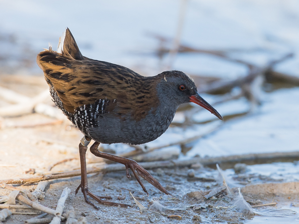 Luhtakana, Water Rail, Rallus aquaticus