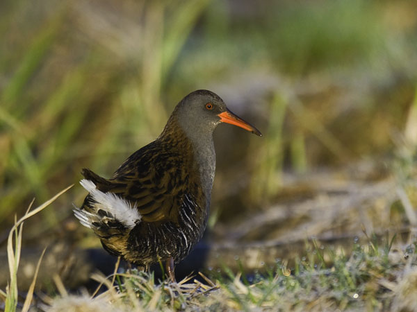 Luhtakana, Water Rail, Rallus aquaticus