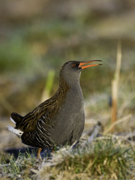 Luhtakana, Water Rail, Rallus aquaticus