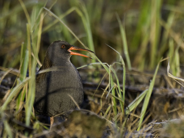 Luhtakana, Water Rail, Rallus aquaticus