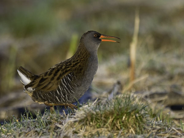Luhtakana, Water Rail, Rallus aquaticus