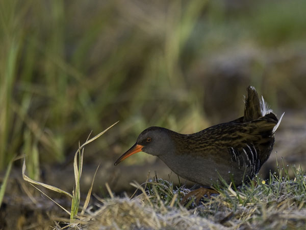 Luhtakana, Water Rail, Rallus aquaticus