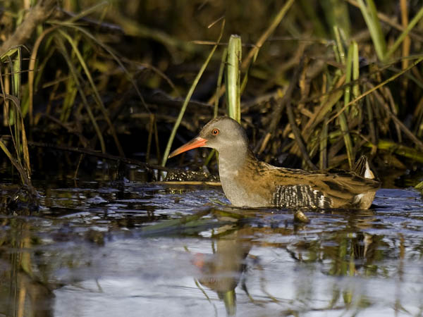 Luhtakana, Water Rail, Rallus aquaticus